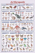 Arthropods Poster (Laminated)
