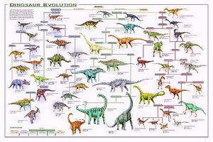 Dinosaur Evolution Poster (Laminated)