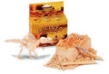 Discover Small Dinosaur Dig Kit - Skeleton