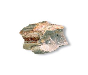 Petrified Wood Mineral Rock w/ Bag & Tag