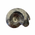 Polished 1.5-2" Goniatite