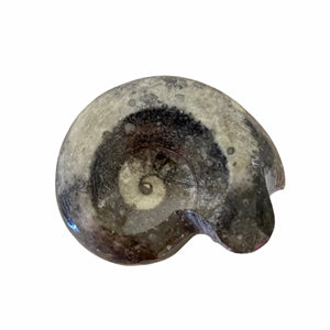 Polished 1.5-2" Goniatite