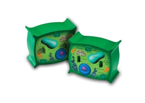 Soft Foam Cross-Section Plant Cell Model