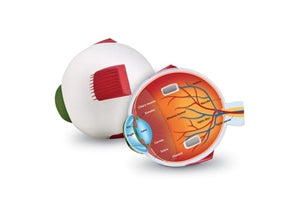 Soft Foam Cross-Section Eye Model