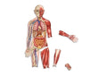 Double-Sided Magnetic Human Body