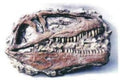 Giganotosaurus Mini Skull Replica Plaque