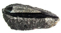Orthoceras on Rock - Polished