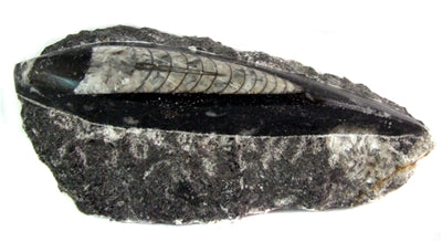 Orthoceras on Rock - Polished