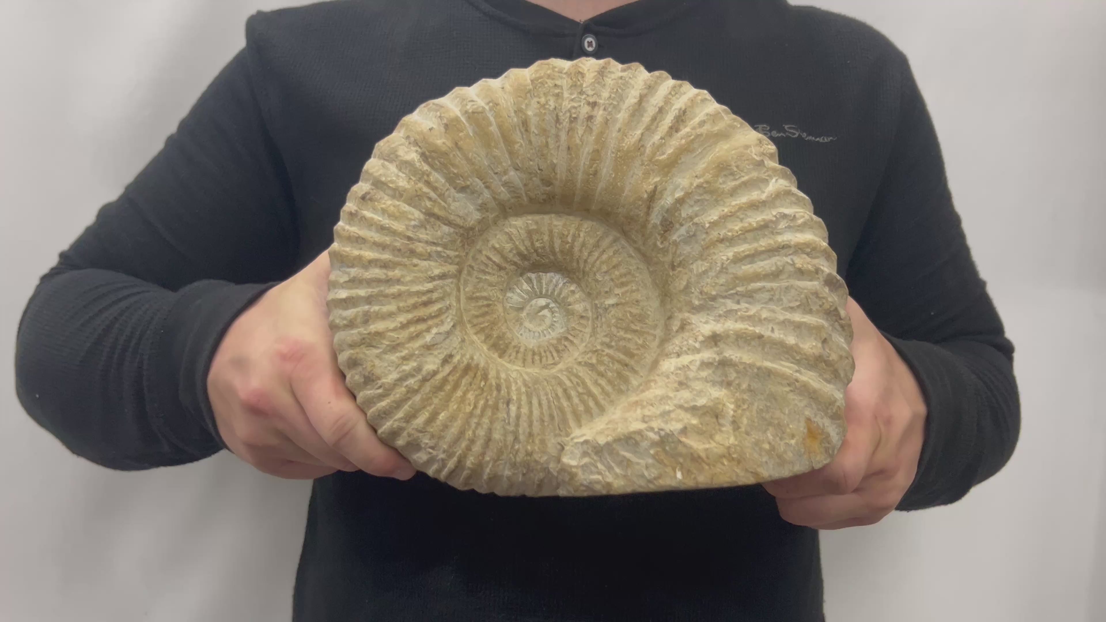 Huge Real Fossilized Authentic Ammonite Cut Base 9” 15.15 lbs | Home or Office Décor