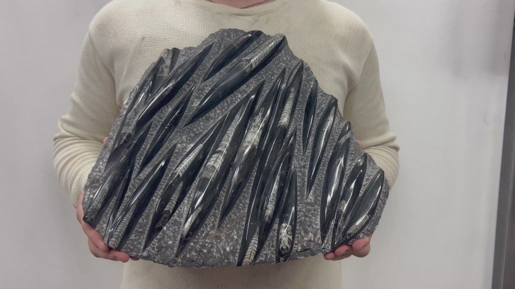 Large Fossil Orthoceras Plaque | Polished Specimen Sculpture 14.5" 15.35 lbs | Home Office Décor