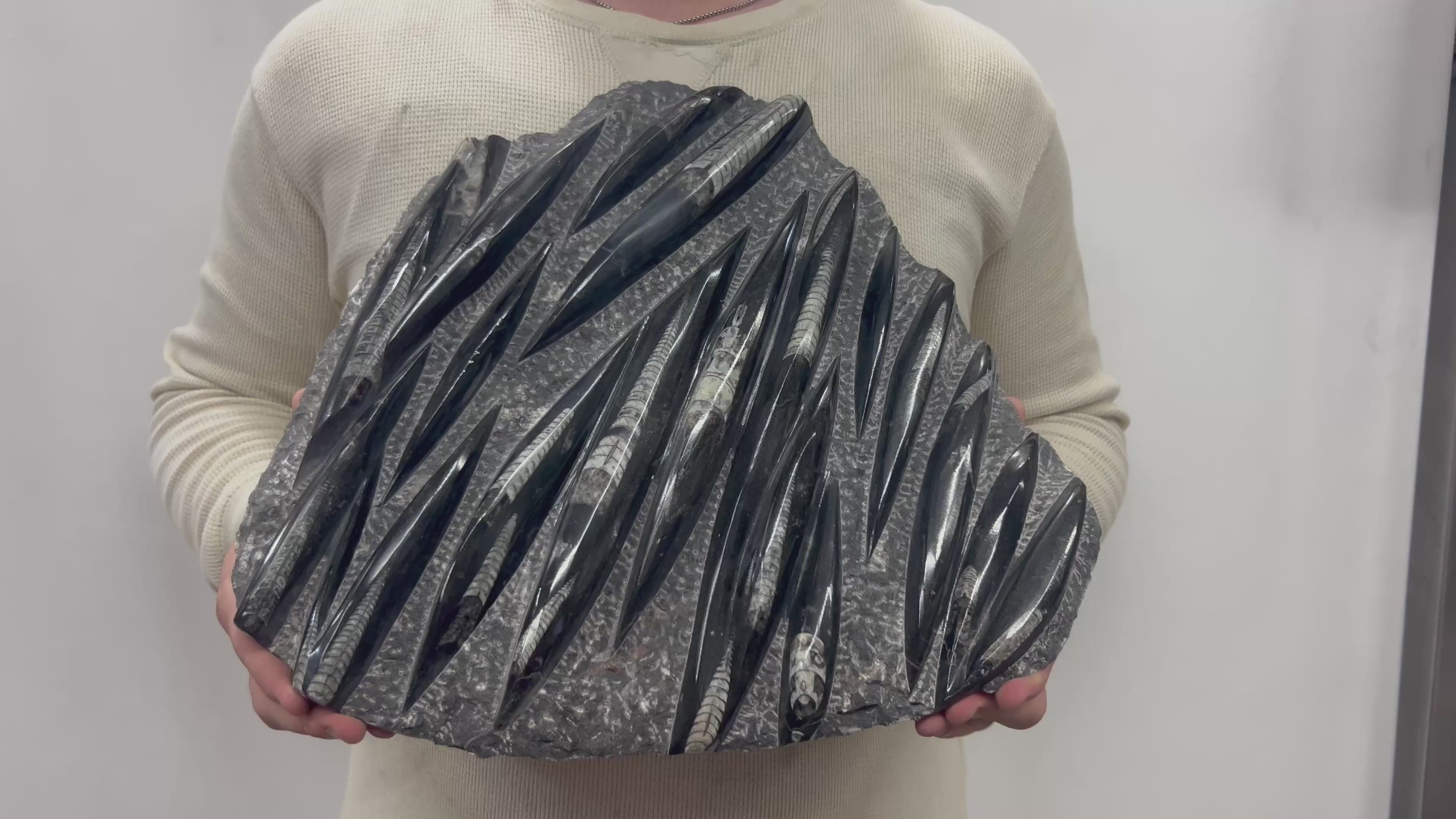 Large Fossil Orthoceras Plaque | Polished Specimen Sculpture 14.5" 15.35 lbs | Home Office Décor