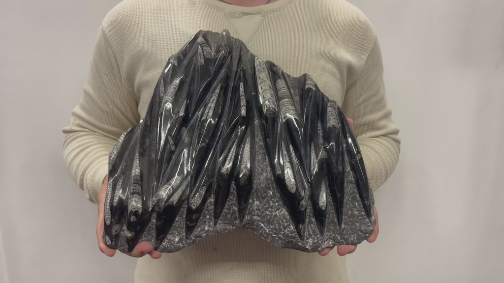 Large Fossil Orthoceras Plaque | Polished Specimen Sculpture 14.25" 18.55 lbs | Home Office Décor