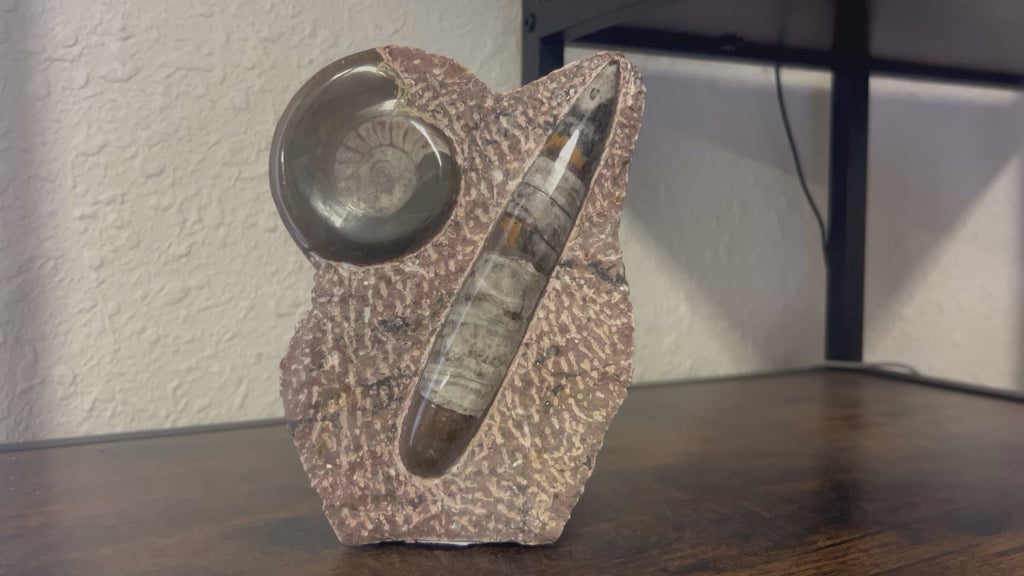 Small Orthoceras and Gontite Fossil Slab Plaque w/ Standing base - Polished Specimen Sculpture 6.25" 1.67 lbs