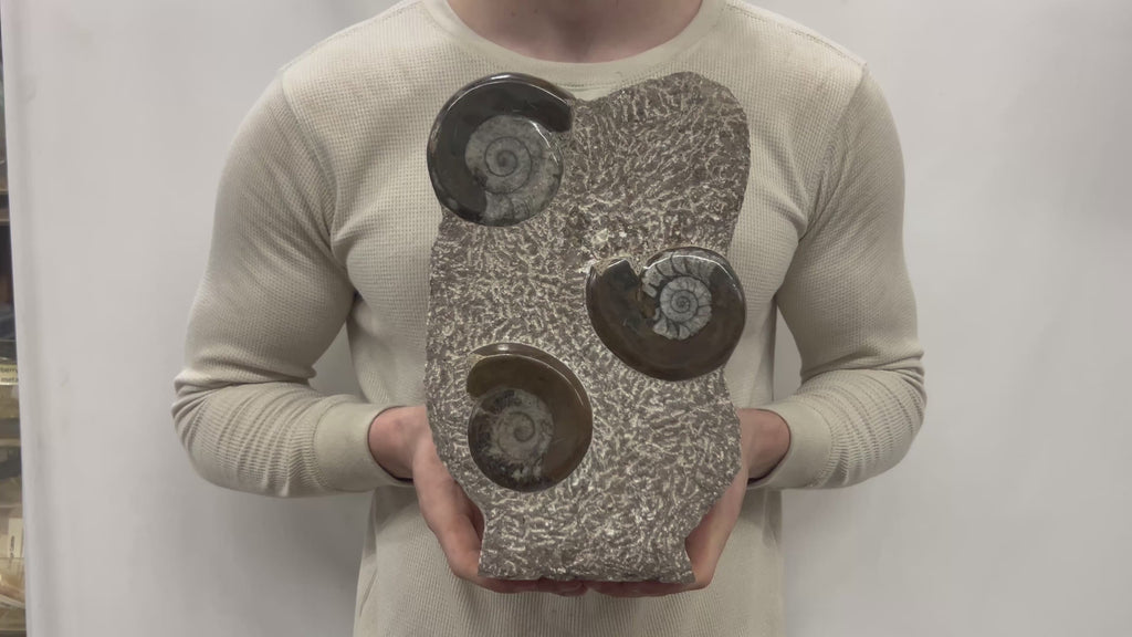 Medium Fossil Orthoceras and Gonatite Slab Plaque Standing Base - Polished Specimen Sculpture 11" 5.32 Lbs.