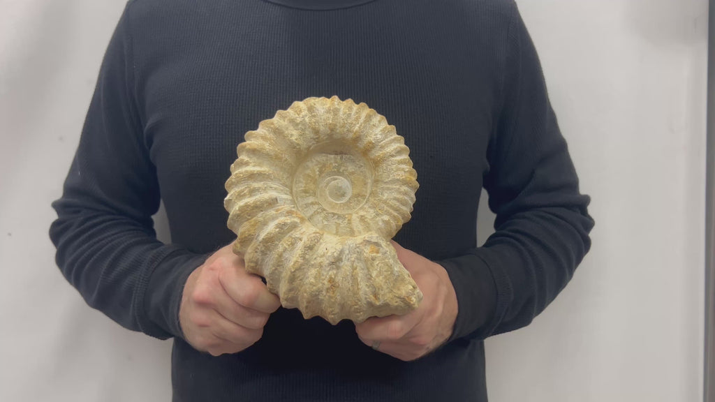Real Fossilized Authentic Ammonite 7.25” 6.85 lbs | Home or Office Décor