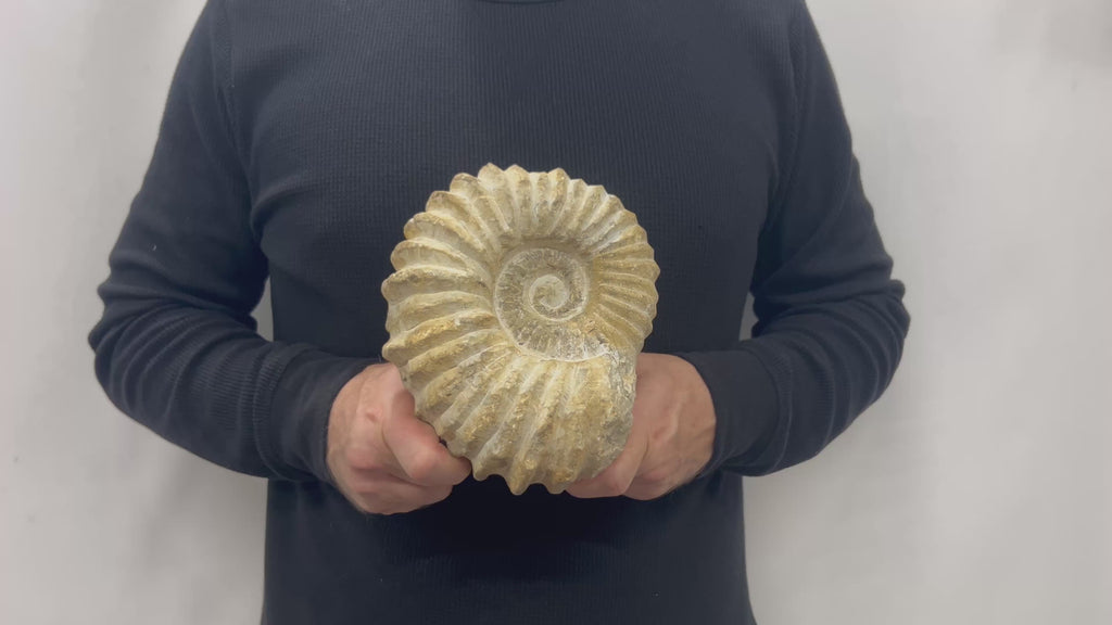 Real Fossilized Authentic Ammonite 7.5” 6.50 lbs | Home or Office Décor