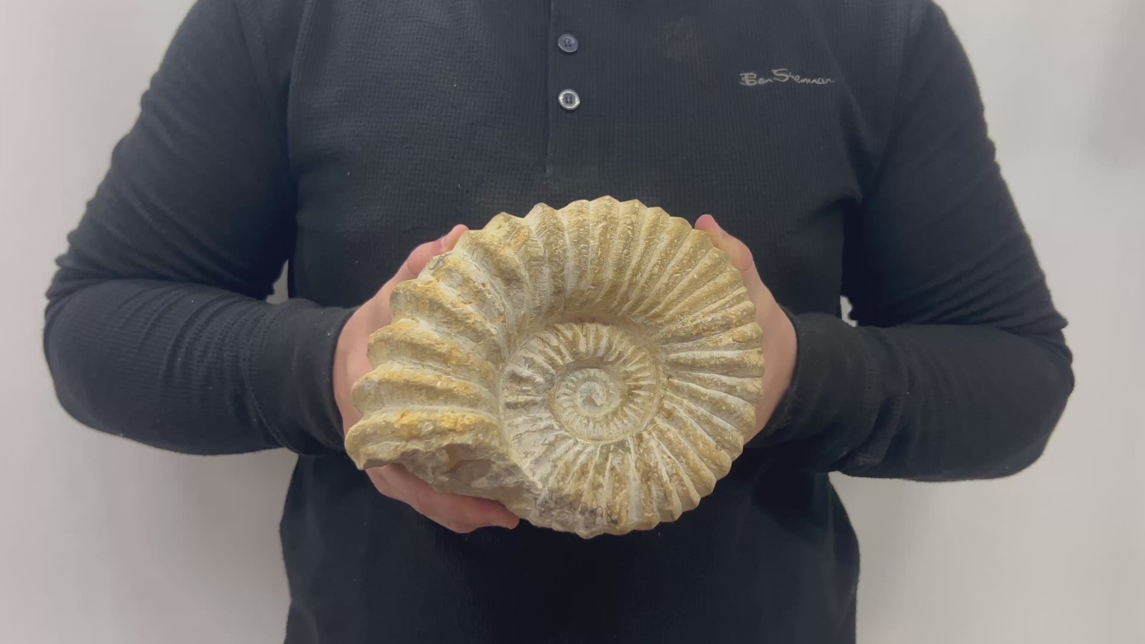 Real Fossilized Authentic Ammonite 7” 5.40 lbs | Home or Office Décor