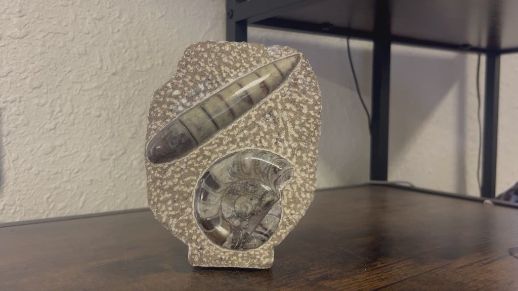 Small Orthoceras and Gontite Fossil Slab Plaque w/ Standing base - Polished Specimen Sculpture 6.25" 1.67 lbs