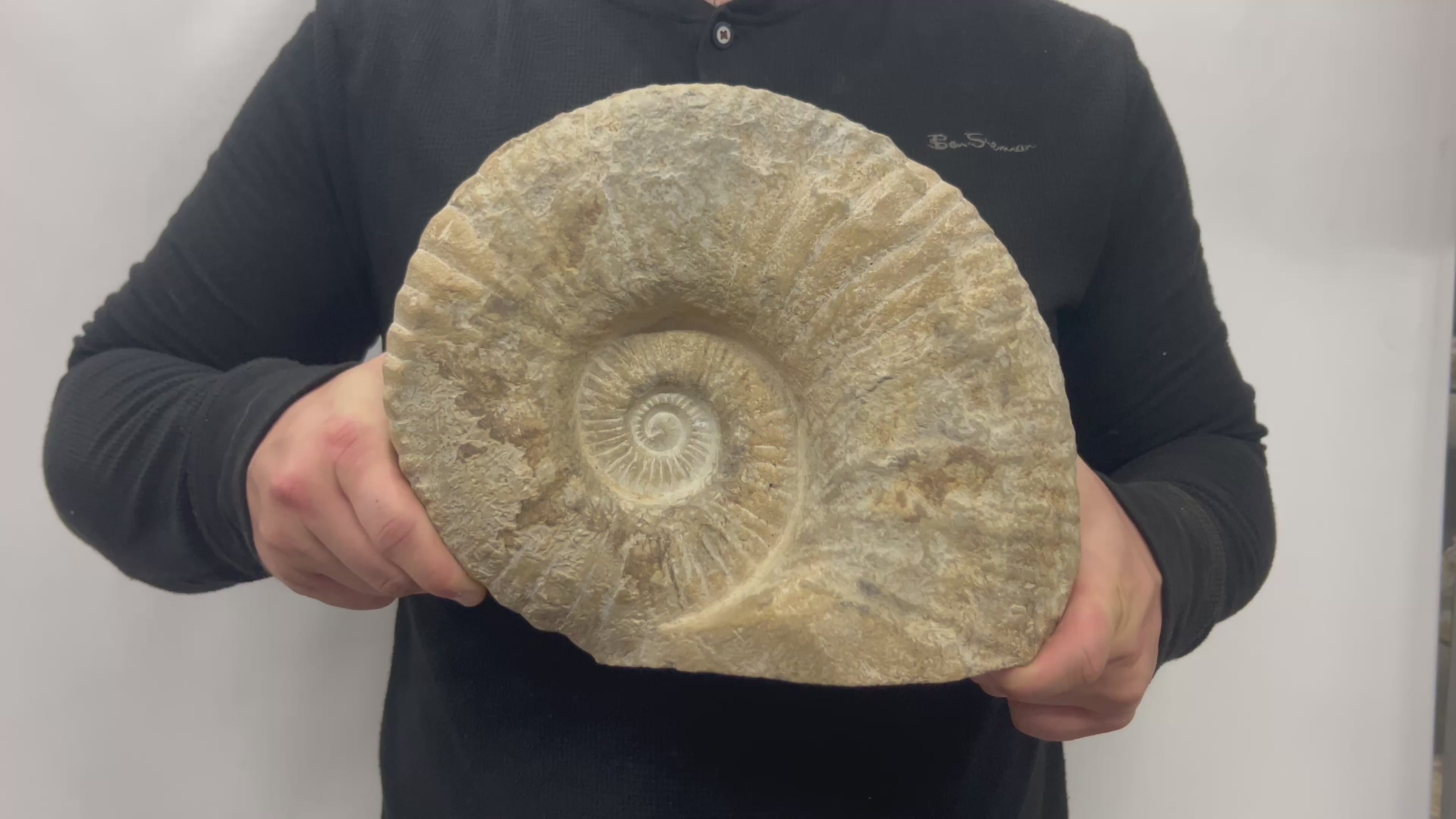 Huge Real Fossilized Authentic Ammonite Cut Base 9.5” 17.53 lbs | Home or Office Décor