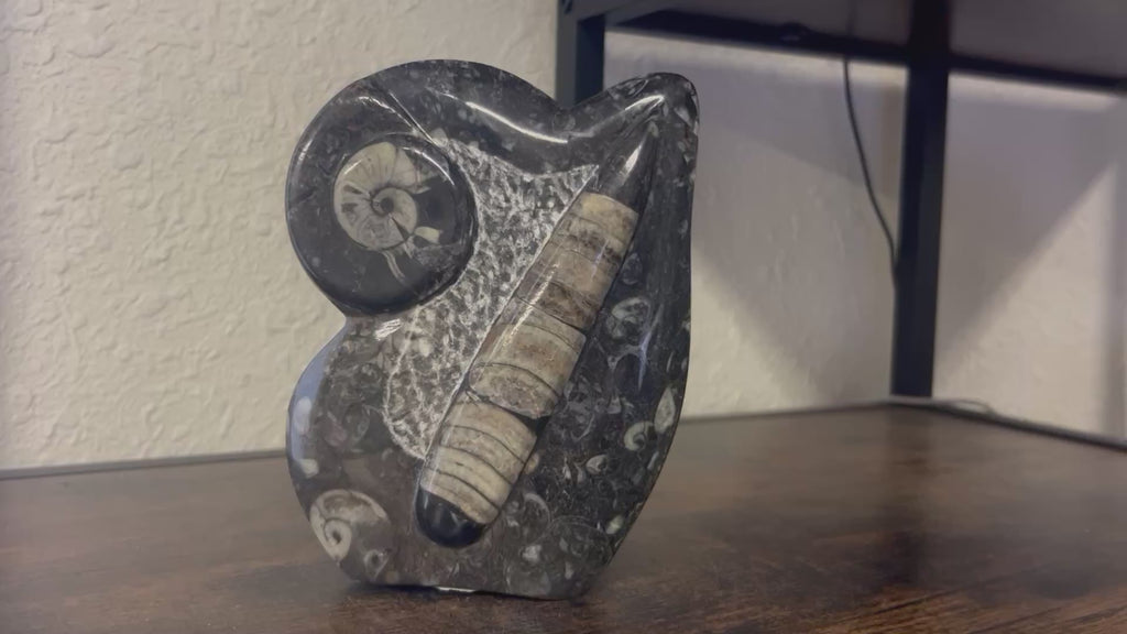 Small Orthoceras and Gontite Fossil Slab Plaque w/ Standing base - Polished Specimen Sculpture 6.25" 1.67 lbs