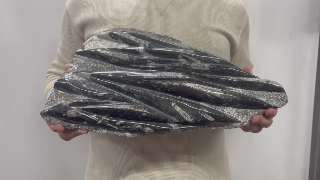 Large Fossil Orthoceras Plaque | Polished Specimen Sculpture 14.25" 15.45 lbs | Home Office Décor