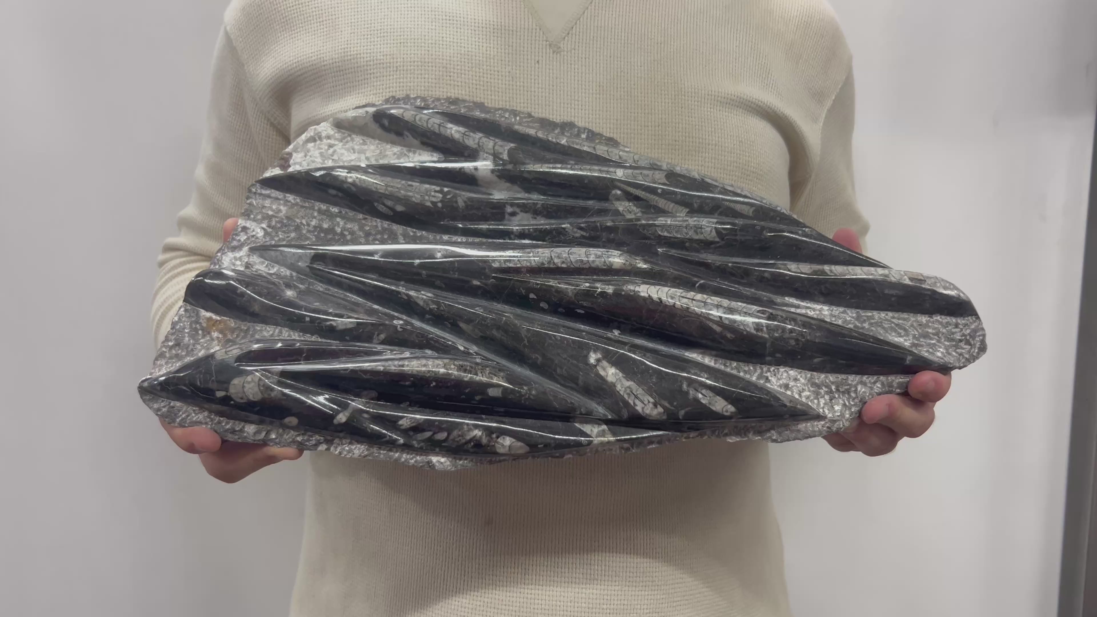Large Fossil Orthoceras Plaque | Polished Specimen Sculpture 14.25" 15.45 lbs | Home Office Décor