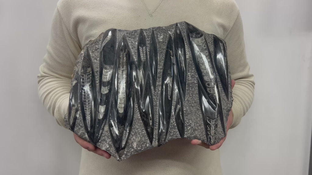 Large Fossil Orthoceras Plaque | Polished Specimen Sculpture 17.75" 15.70 lbs | Home Office Décor