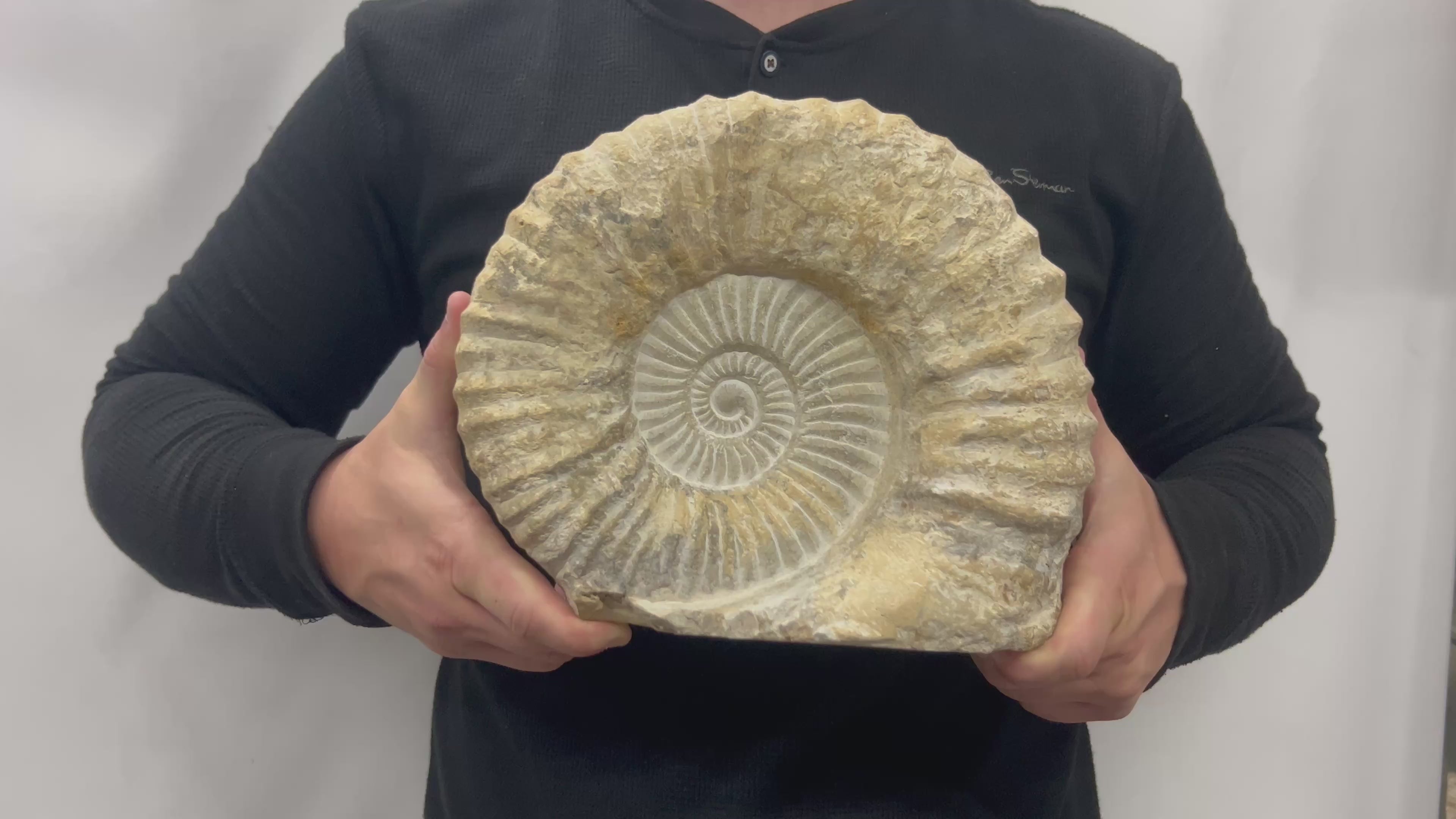 Huge Real Fossilized Authentic Ammonite Cut Base 9.5” 16.54 lbs | Home or Office Décor