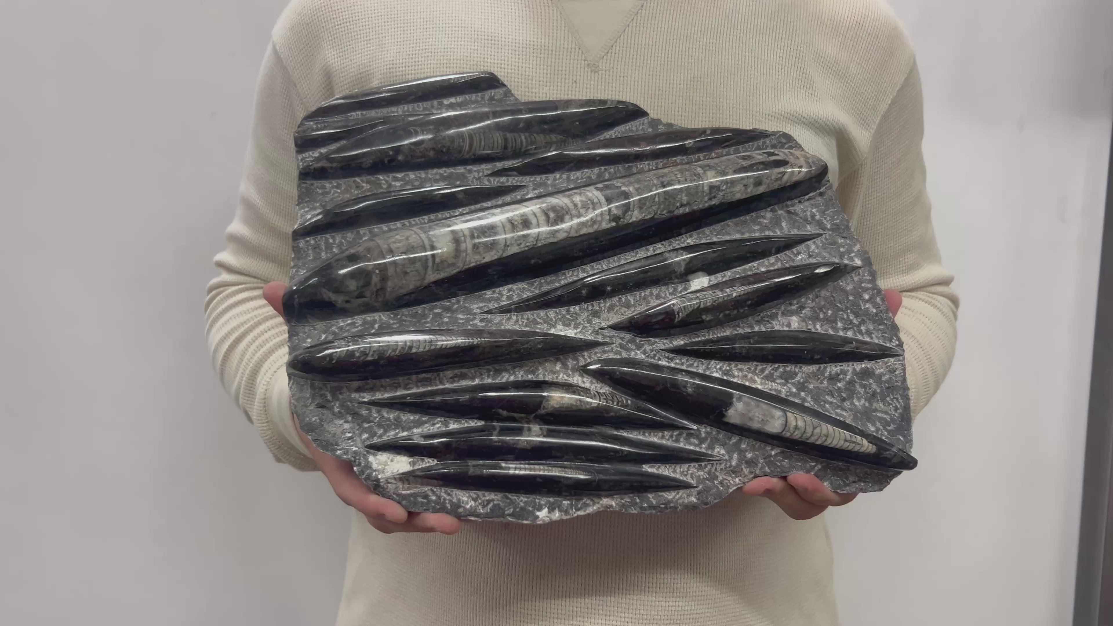 Large Fossil Orthoceras Plaque | Polished Specimen Sculpture 13.75" 14.90 lbs | Home Office Décor