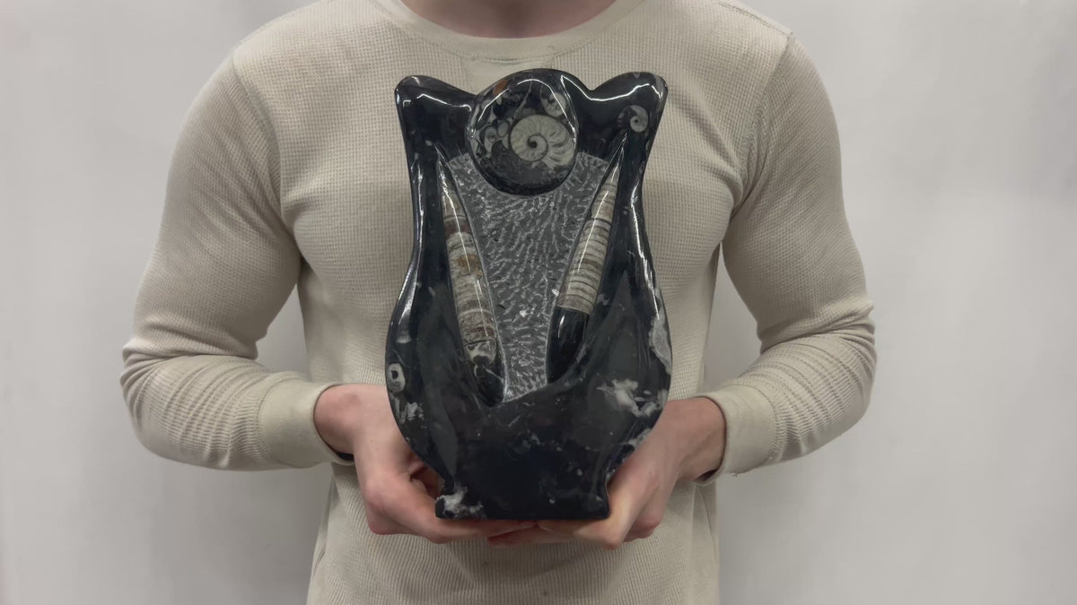 Medium Fossil Orthoceras and Gonatite Slab Plaque Standing Base - Polished Specimen Sculpture 11" 5.32 Lbs.