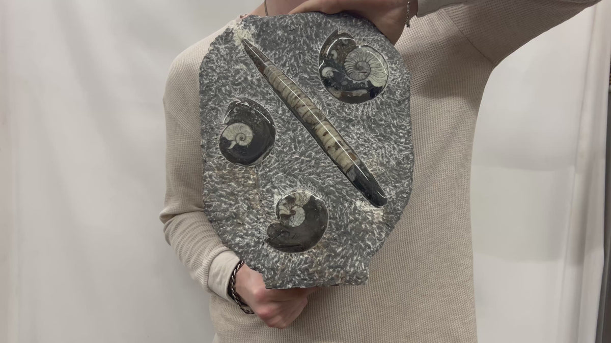 Large Ammonite Fossil Sculpture- Polished Specimen Standing Sculpture Cut Base Decor 14"