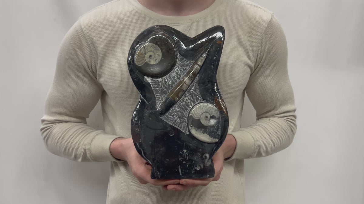 Medium Fossil Orthoceras and Gonatite Slab Plaque Standing Base - Polished Specimen Sculpture 11" 5.32 Lbs.