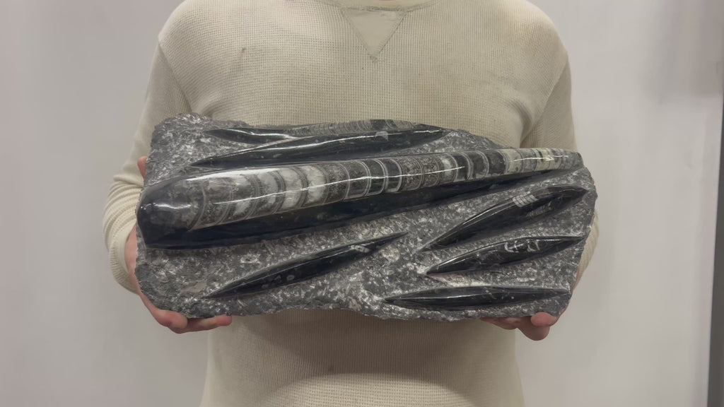 Large Fossil Orthoceras Plaque | Polished Specimen Sculpture 16" 15.50 lbs | Home Office Décor