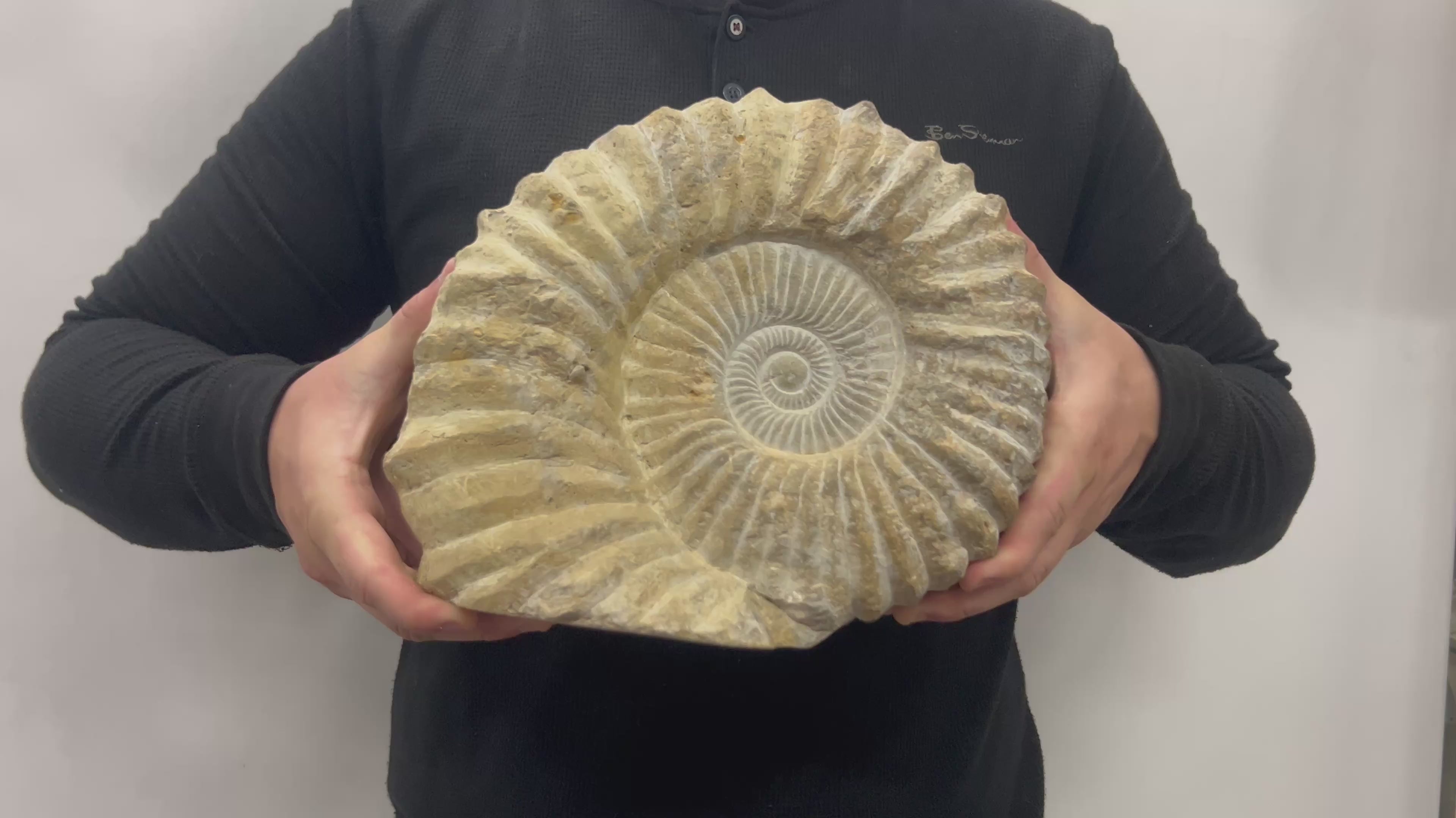 Huge Real Fossilized Authentic Ammonite Cut Base 9” 20.34 lbs | Home or Office Décor