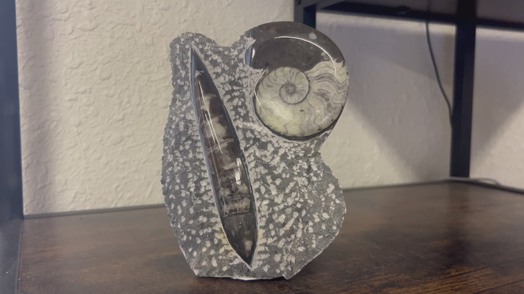 Small Orthoceras and Gontite Fossil Slab Plaque w/ Standing base - Polished Specimen Sculpture 6.25" 1.67 lbs