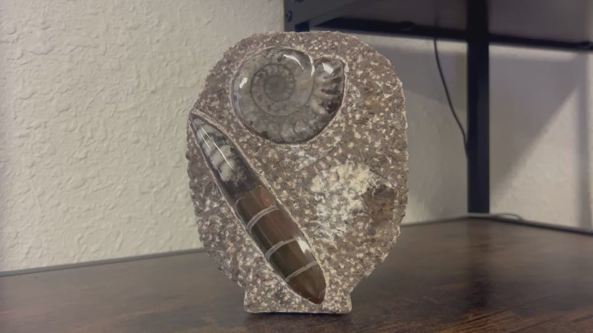 Small Orthoceras and Gontite Fossil Slab Plaque w/ Standing base - Polished Specimen Sculpture 6.25" 1.67 lbs