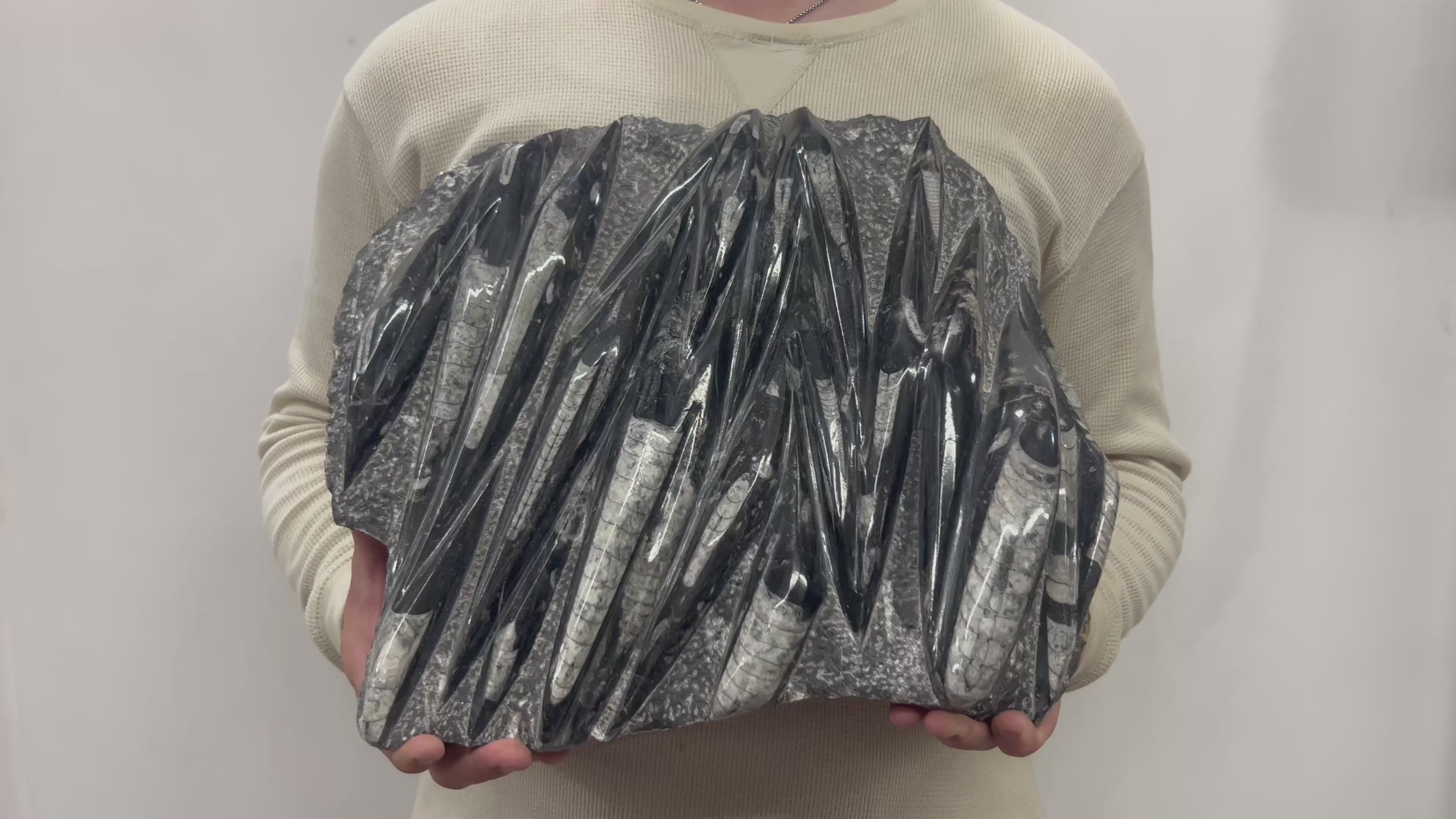 Large Fossil Orthoceras Plaque | Polished Specimen Sculpture 15.25" 21.70 lbs | Home Office Décor