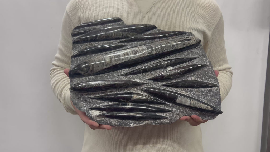 Large Fossil Orthoceras Plaque | Polished Specimen Sculpture 13.75" 14.90 lbs | Home Office Décor