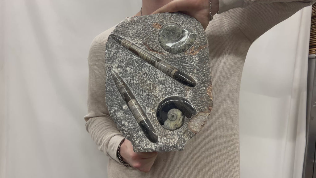 Large Ammonite Fossil Sculpture- Polished Specimen Standing Sculpture Cut Base Decor 14"