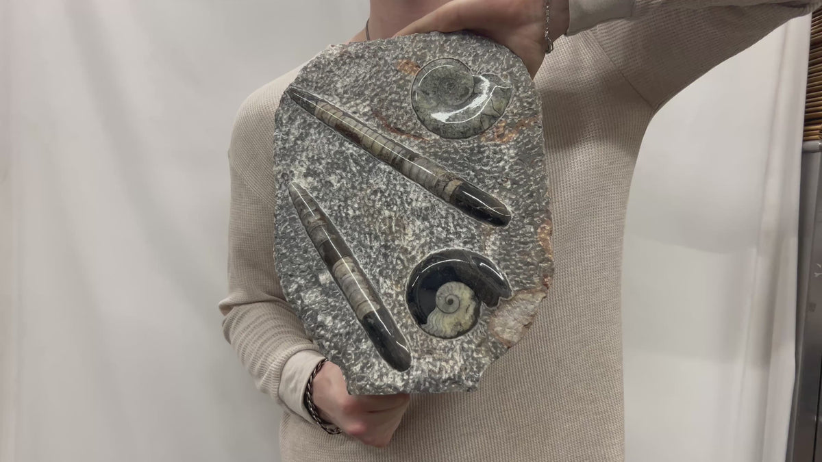 Large Ammonite Fossil Sculpture- Polished Specimen Standing Sculpture Cut Base Decor 14"