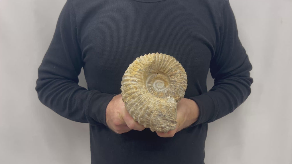 Real Fossilized Authentic Ammonite 7” 6.05 lbs | Home or Office Décor