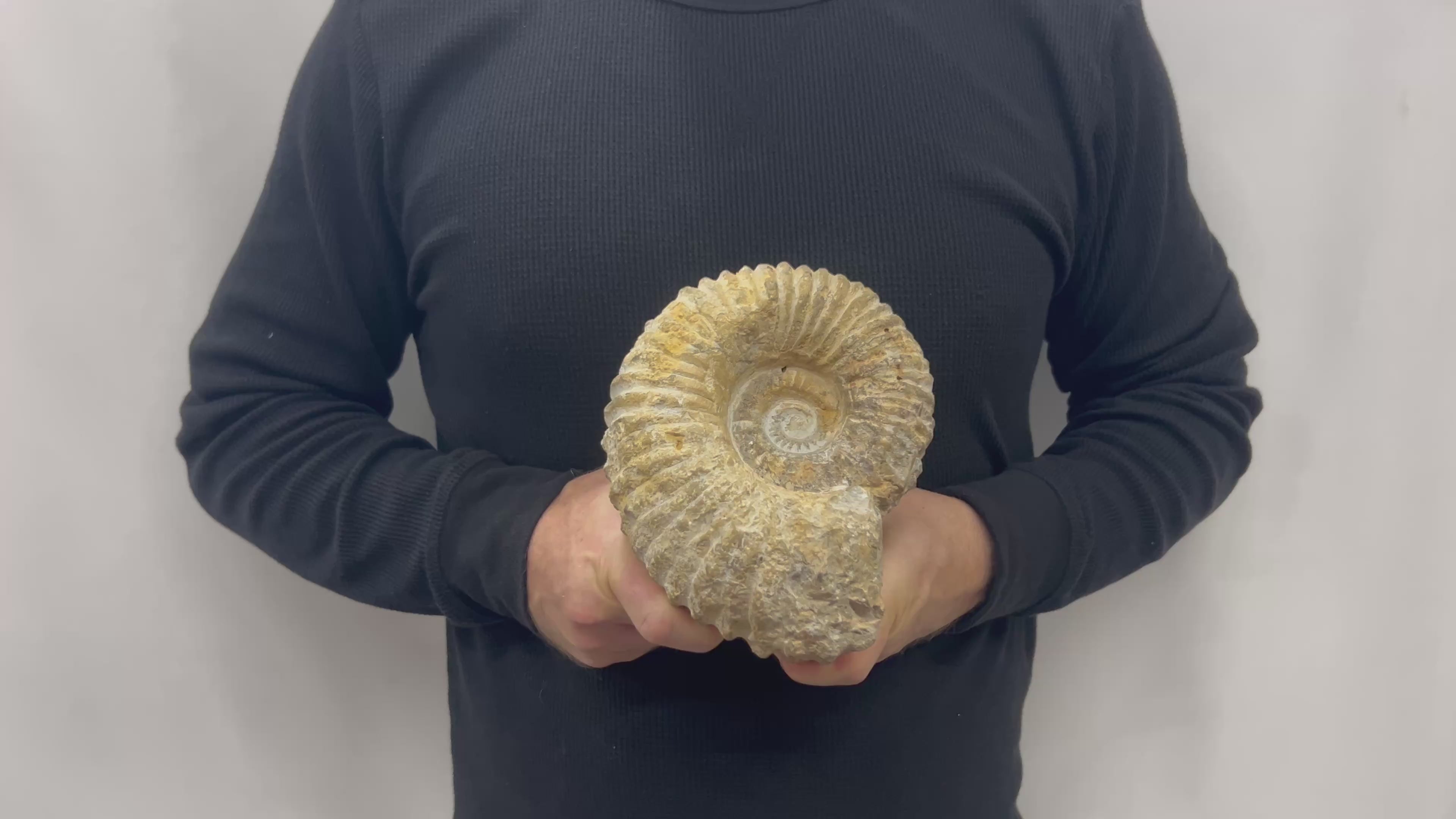 Real Fossilized Authentic Ammonite 7” 6.05 lbs | Home or Office Décor