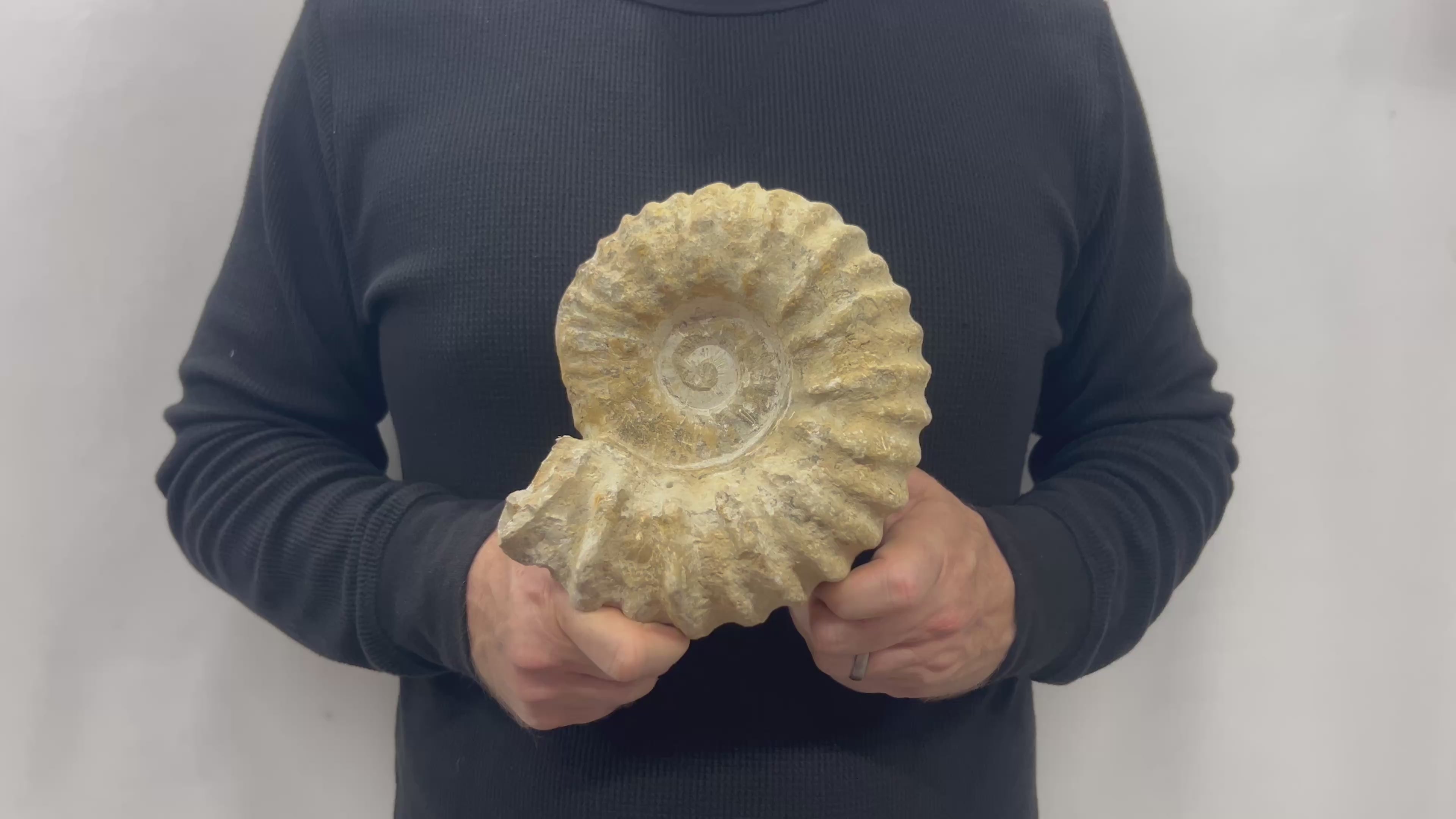 Real Fossilized Authentic Ammonite 6.75” 4.80 lbs | Home or Office Décor