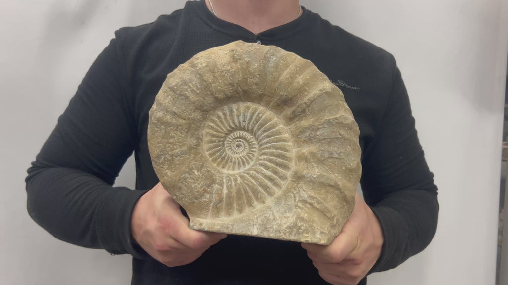 Huge Real Fossilized Authentic Ammonite Cut Base 10.25” 15.38 lbs | Home or Office Décor