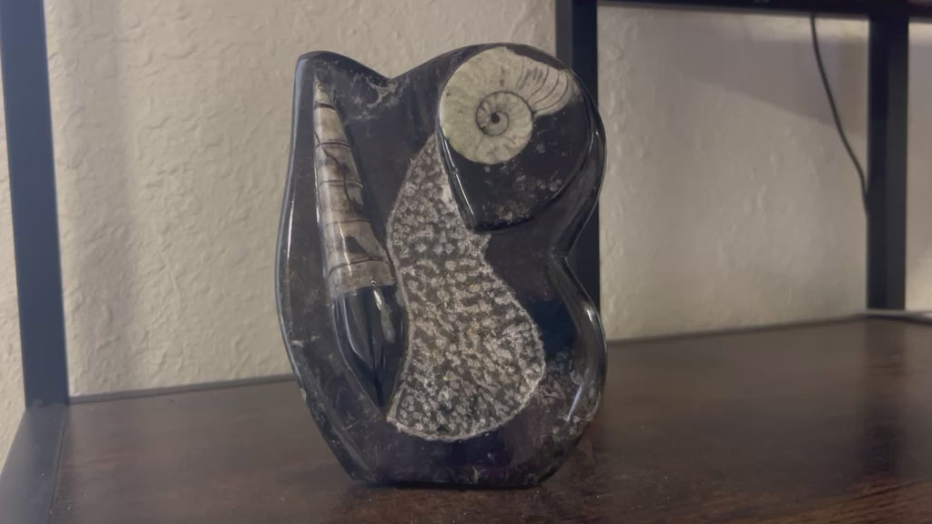 Small Orthoceras and Gontite Fossil Slab Plaque w/ Standing base - Polished Specimen Sculpture 6.25" 1.67 lbs