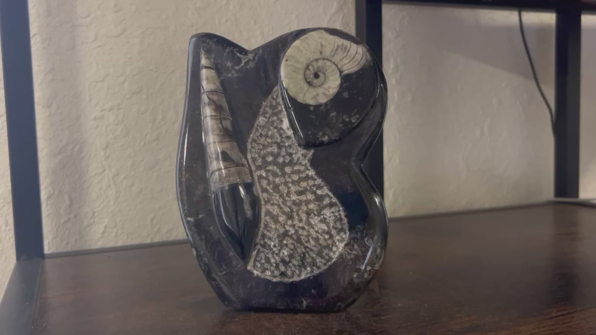 Small Orthoceras and Gontite Fossil Slab Plaque w/ Standing base - Polished Specimen Sculpture 6.25" 1.67 lbs