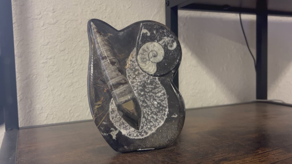 Small Orthoceras and Gontite Fossil Slab Plaque w/ Standing base - Polished Specimen Sculpture 6.25" 1.67 lbs
