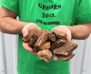 1/4 pound Piece of Texas Petrified Wood