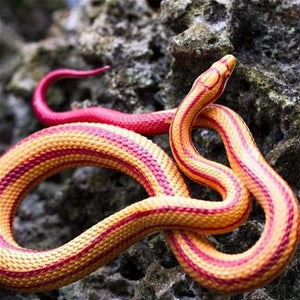 Replica Corn Snake Model Toy