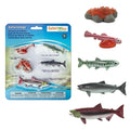 Life Cycle of a Salmon Safari Salmon Model
